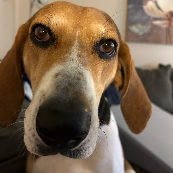 Meet your Posher, Elizabeth - Picture 5 of 9